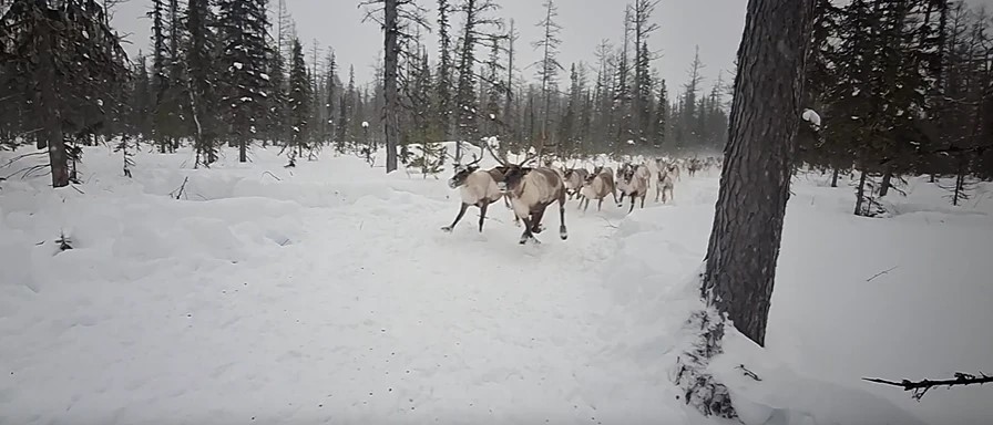 Зимние прогулки