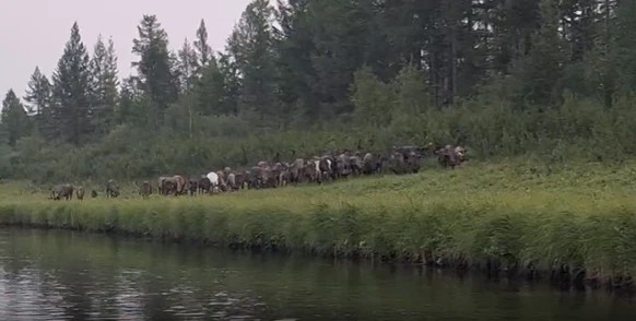 Прогулки по реке