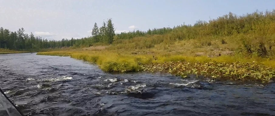 Речные виды