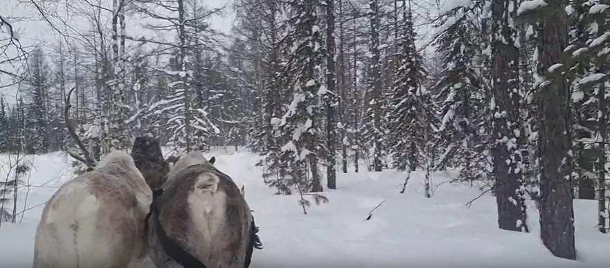 Путешествие на оленях