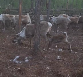 Оленеводческие бригады